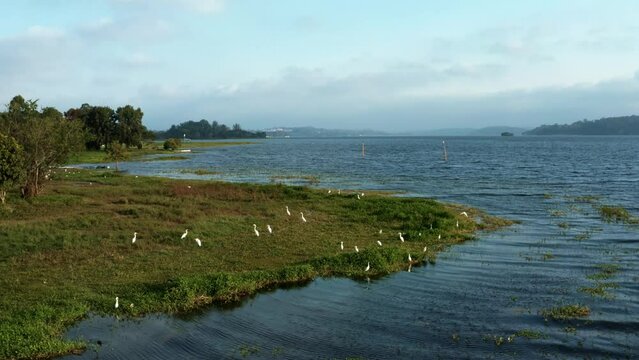 Aerial drone dolly-out tilting-up shot of a flock of egret birds from the man-made Guarapiranga Reservoir in the south of S&atilde;o Paulo, Brazil with beaches, marinas, and ecosystems on a fall evening.