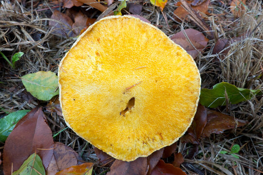 Top view of the yellow circular cap of Velvet bolete, also known as Variegated bolete