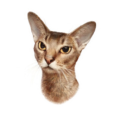 Sphinx Cat isolated on white background. Realistic color pencil drawing of a cat of breed the Sphinx. Good for print T-shirt. Animal collection. Hand painted illustration. Art background for pet shop