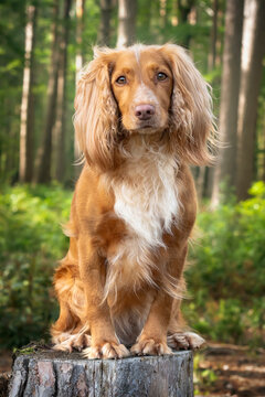 Golden tan and white working cocker spaniel portrait up close in a forest posing on a tree stump and looking directly at the camera