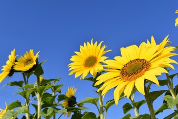 ひまわりの黄色い花と青い空