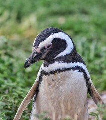 Ping&uuml;ino en Punta Tombo. Provincia de Chubut. Patagonia Argentina