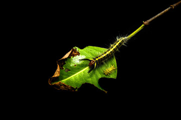 The caterpillars are gnawing at the leaves with a black background.