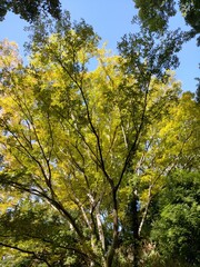 これは晴れた日の日本の自然の植物です。