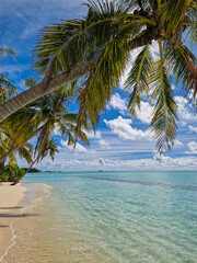 Eine Palme ragt über den feinen Sandstrand und das kristallklare und türkis blaue Meer auf einer exklusiven Insel der Malediven im indischen Ozean (Hochformat)