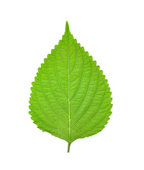 shiso leaves on white background