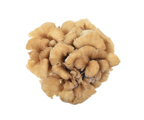 maitake mushrooms isolated on white background