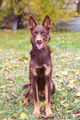 red nose brown dog closeup photo on green grass background