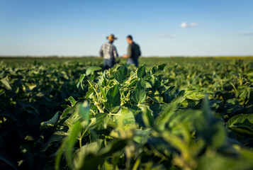 Close up of soy corp in field with two farmers in the back. - obrazy, fototapety, plakaty
