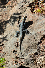 Roughtail Rock Agama, or Stellagama stellio lizard on a rock, Turkey