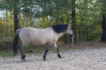 Konik horse in autumnal Maasduinen Park, Netherlands