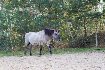 Obraz premium Konik horse in autumnal Maasduinen Park, Netherlands