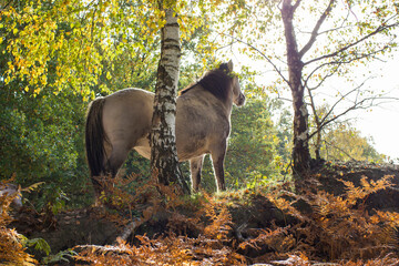 Konik horse in autumnal Maasduinen Park, Netherlands