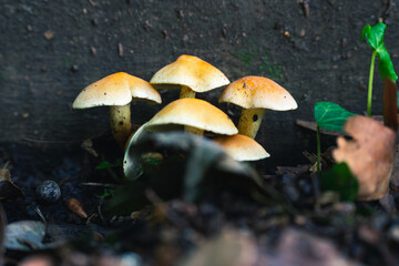 mushrooms among leaves in autumn