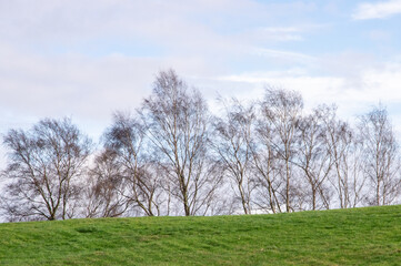 Arbres nus en pleine campagne