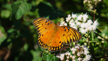 Obraz premium Butterflies