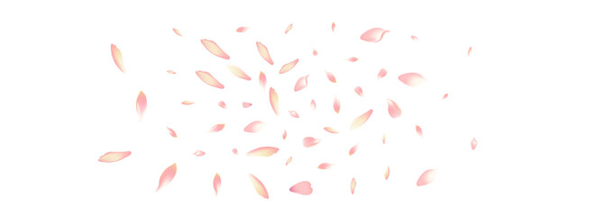 Pink Rose Petal Vector White Background.