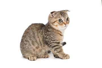 Scottish fold kitten, side view