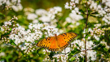 Butterflies