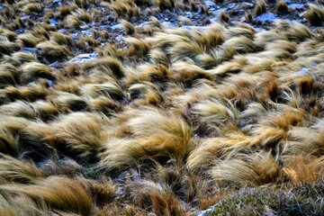 pastizales de la montaña doblados por el viento