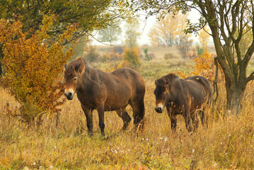 Two wild Exmoor horses grazing freely in a steppe landscape, autumn day shortly after sunrise. 