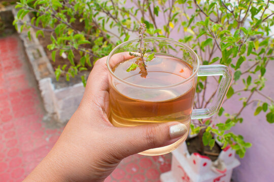 Tulsi soaked water or tea for winter cold and cough. Also called as kadha. Homemade remady for healthy life without getting sick. selective focus and backgroung blur with tulsi plant