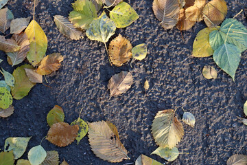 The background of the autumn yellow leaves of those who fell on the asphalt.