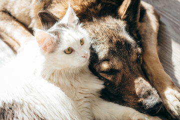 Cat and dog lie together on the floor