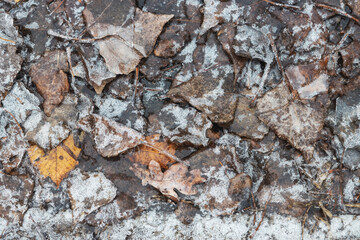 autumn leaves covered with transparent ice