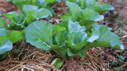Small green young Chinese Cabbage                               