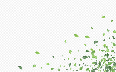 Green Foliage Fresh Vector Transparent Background
