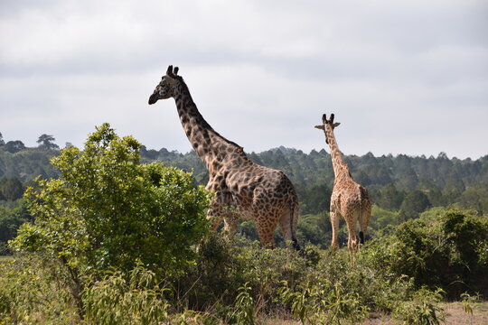Giraffe in Arusha National Park on the lower slopes of Mount Meru, Tanzania, Africa