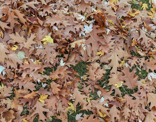 autumn leaves on the ground