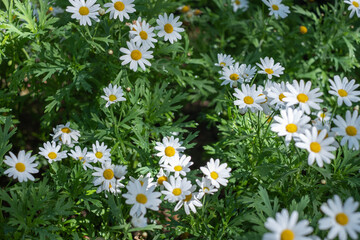 White daisy flowers on winter days.