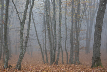 tree trunks in the forest seen through the fog