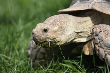 A giant tortoise is eating grass. Close up photo.