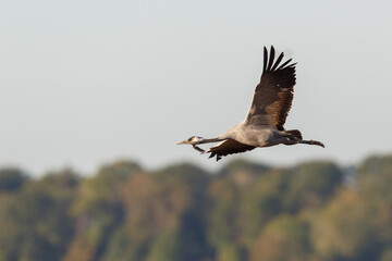 Fototapeta premium one common crane (grus grus) flying with spread wings in front of a forest