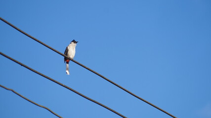 solitary bald-headed bulbul