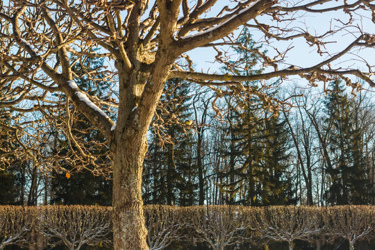 A tree in a winter park with a blueberry