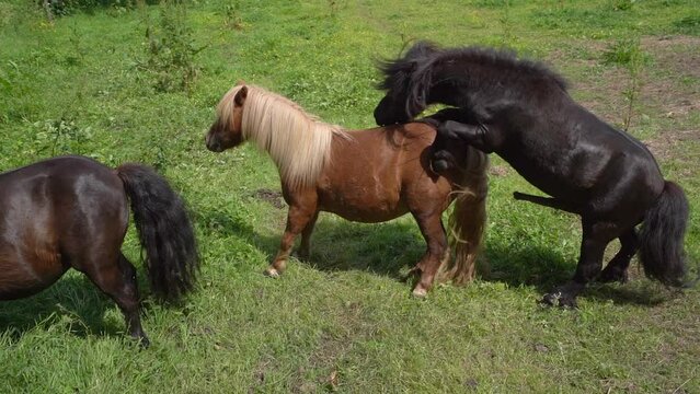 Shetland Ponies Mating On The Field - Foal Season