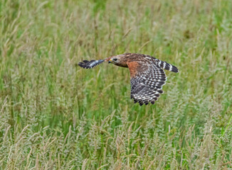 Cooper's Hawk flying over a field in Cades Cove. - 542974557