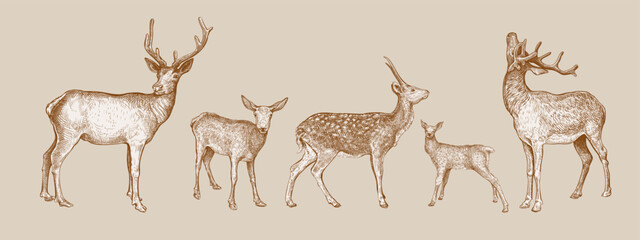 Set of hand drawn sketches of Deer isolated on beige background. Vector illustration of wild stag. Vintage engrave of Sika Deer. Forest animals sepia sketch - 542974585