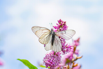 Two cabbage butterflies mate on a lilac flower. Insects white butterflies during breeding