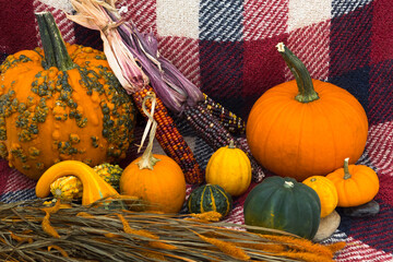 Goosebump pumpkins and gourds