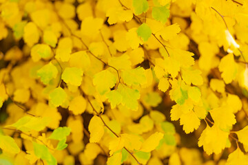 yellow autumn season leaves. selective focus of yellow autumn nature leaves. autumn seasonal nature