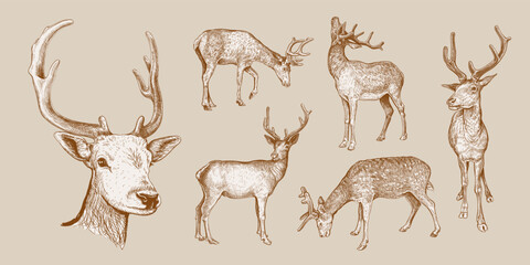 Set of hand drawn sketches of Deer isolated on beige background. Vector illustration of wild stag. Vintage engrave of Sika Deer. Forest animals sepia sketch - 542975348