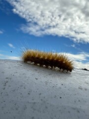 A Caterpillar making his way across the hay bail.
