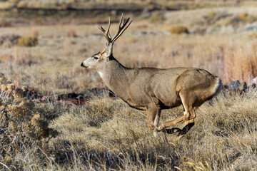 Mule deer buck running through a field. Colorado Wildlife. Wild Deer on the High Plains of Colorado