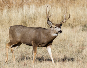 Naklejka na ściany i meble Wild Deer on the High Plains of Colorado. Mule Deer Buck.