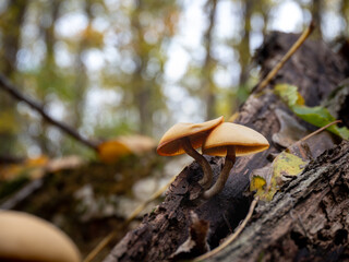 mushroom in the forest